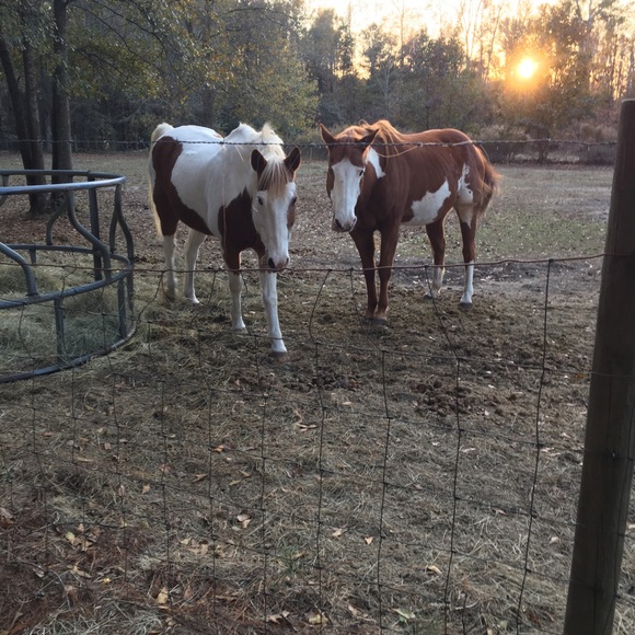 Meet your Posher, Amanda - Picture 2 of 2